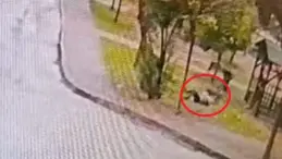 Sahipsiz 2 kurt köpeği, tasmayla gezdirilen evcil köpek ile sahibine saldırdı