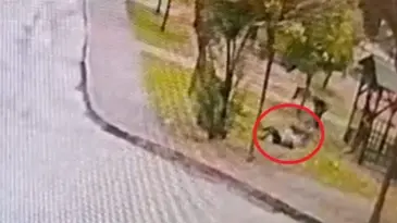 Sahipsiz 2 kurt köpeği, tasmayla gezdirilen evcil köpek ile sahibine saldırdı